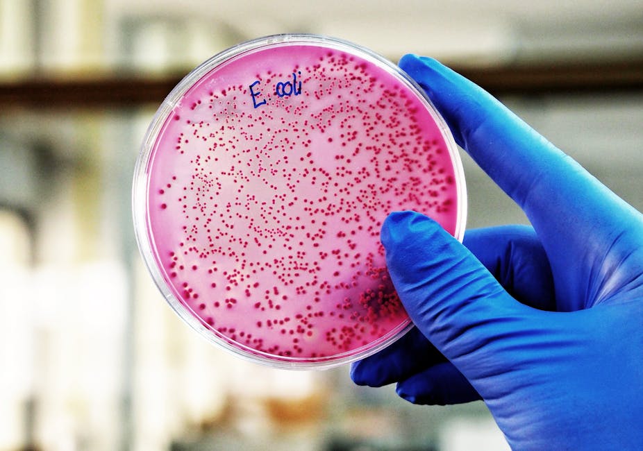 Boite de Petri couverte d'une culture de E. coli