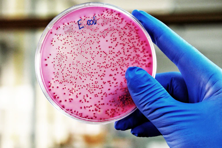 Boite de Petri couverte d'une culture de E. coli