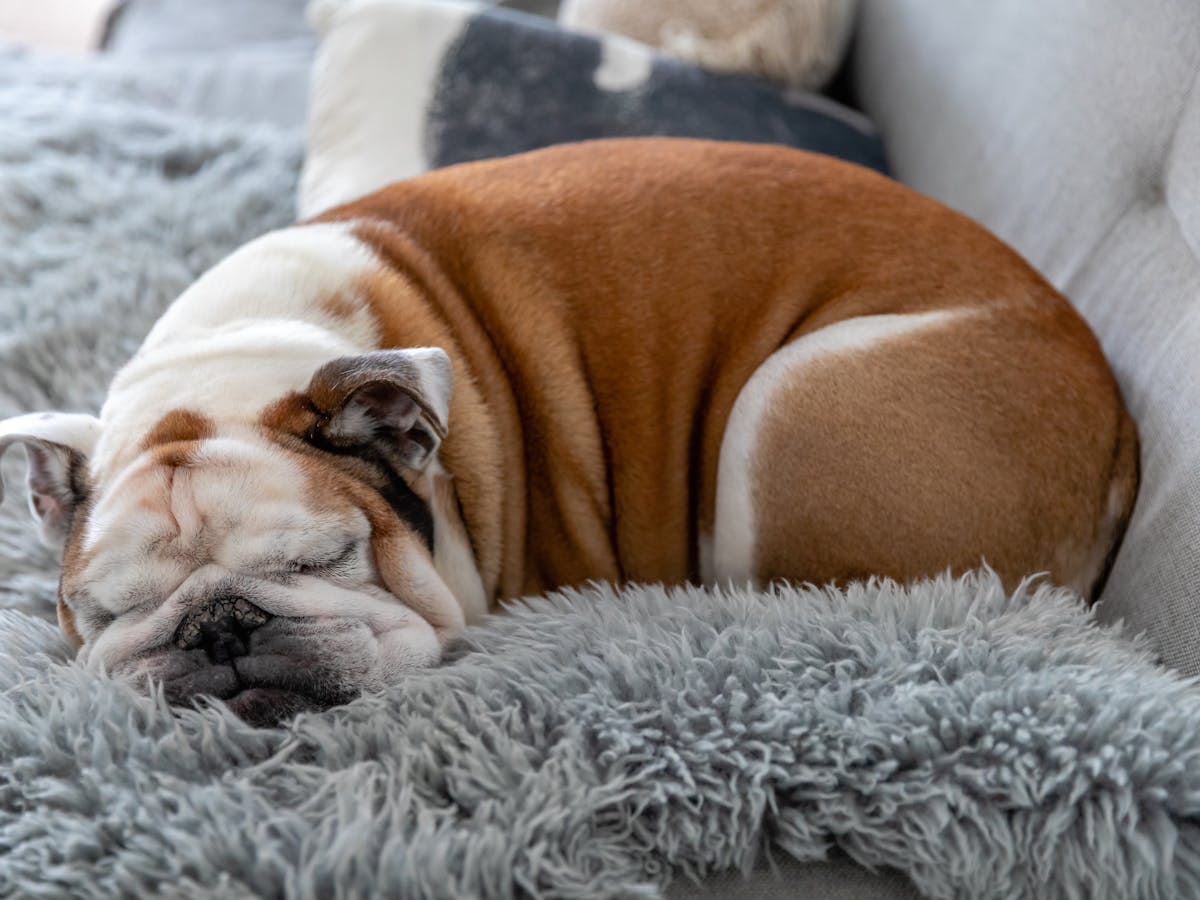 The health of British bulldogs is nothing to be proud of