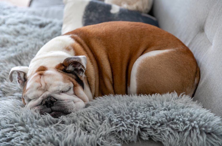 Bulldog asleep on a sofa