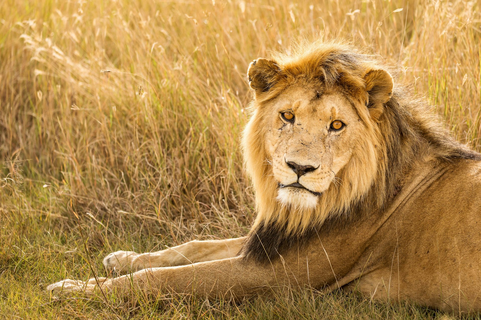 Trophy hunting will not save Africa's lions – so the UK ban on