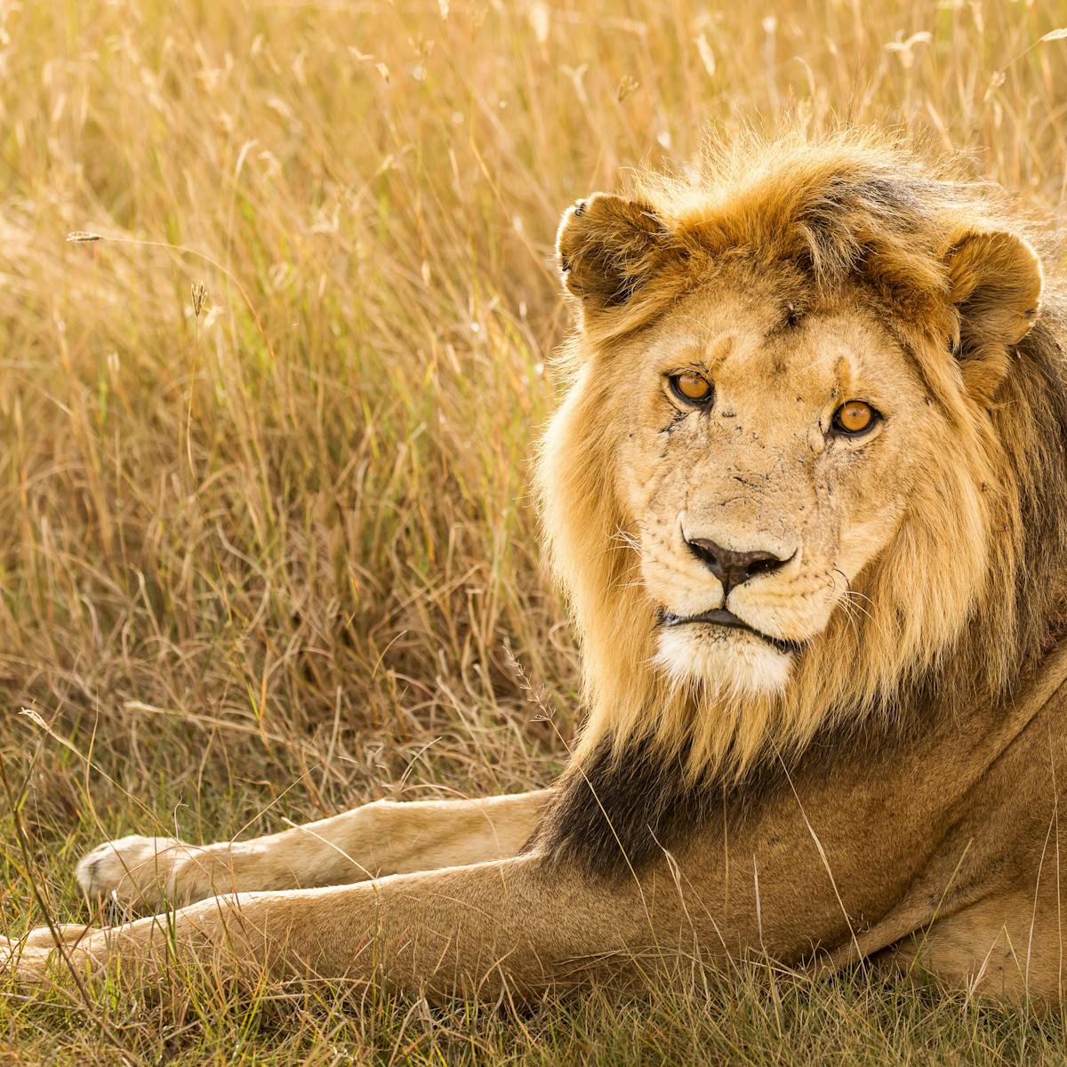 Trophy hunting will not save Africa's lions – so the UK ban on imports is a  positive step for wildlife conservation
