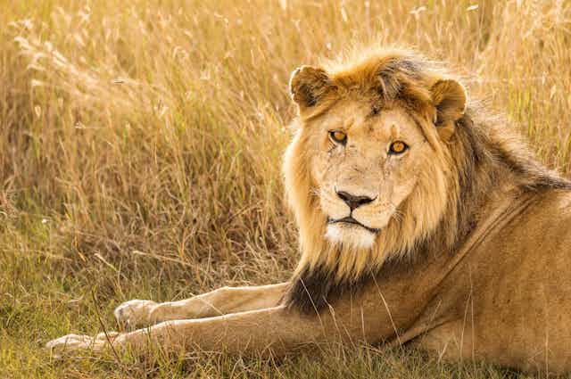 Male lion sitting in grass