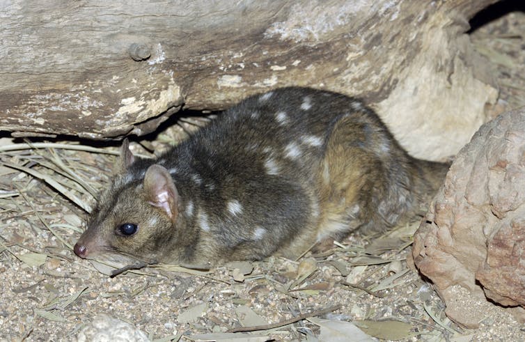 small mammal crouches below log