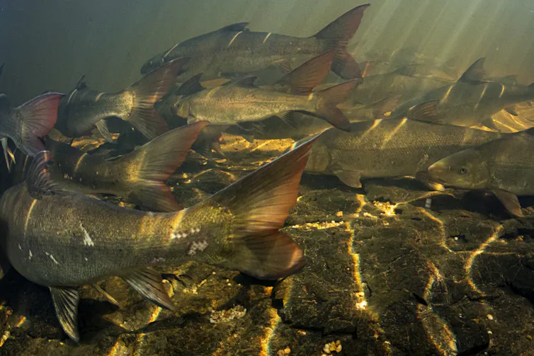 SA’s sandfish are on the brink of extinction: farmers are helping rescue them
