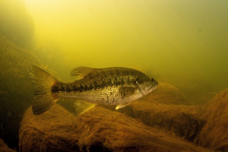 A fish in murky water.