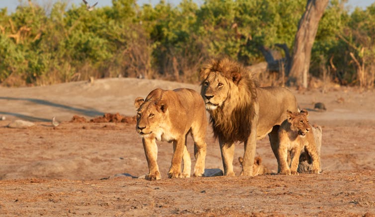 Three lions walking together