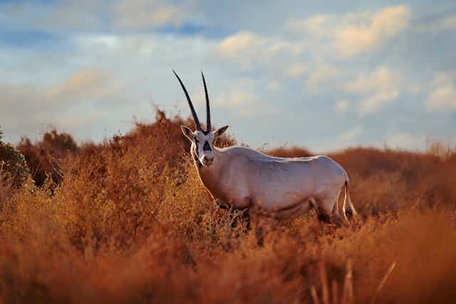 A white oryx in dry scrubland.
