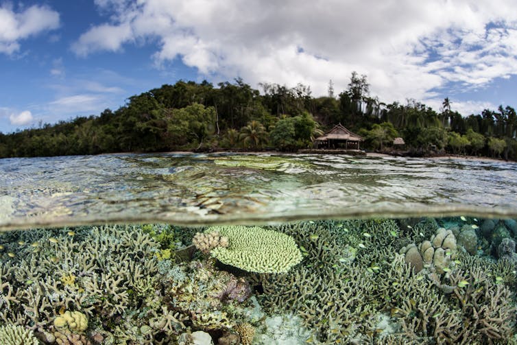 A variety of corals growing in shallow water with a tropical island in the background.