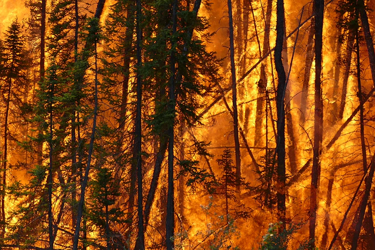 A forest fire.