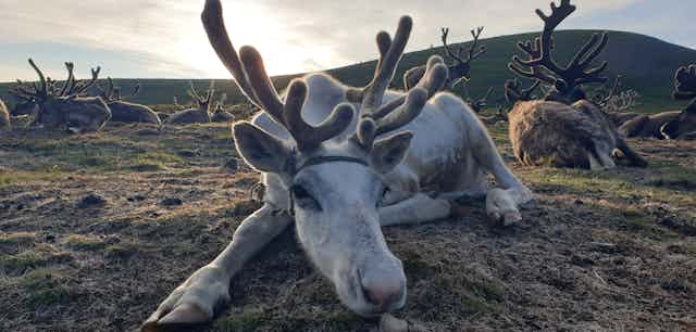 Reindeer resting on the ground 