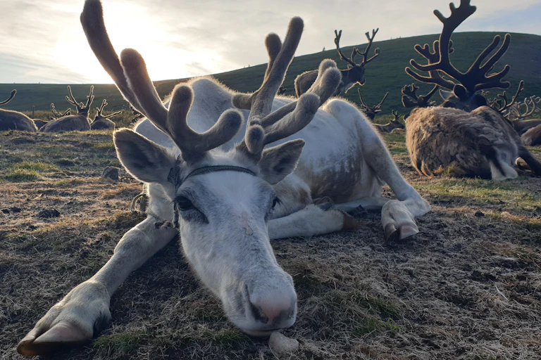 Reindeer resting on the ground