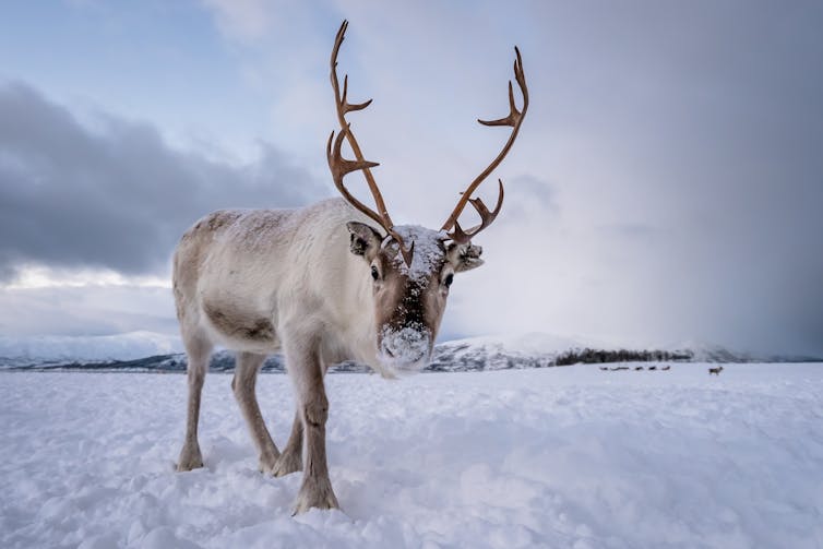 Reindeer walks across snowy ground