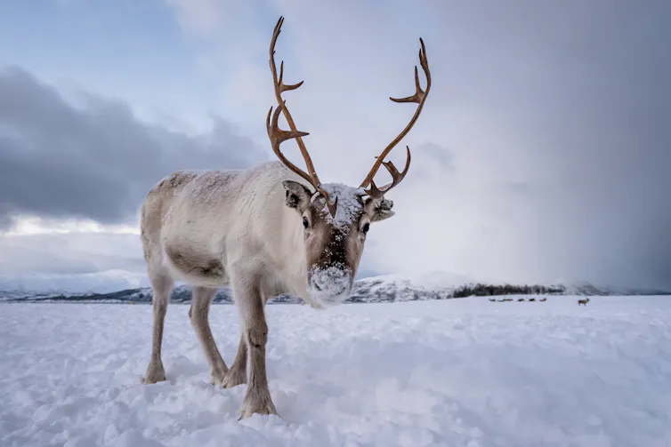 Un renne marche dans la neige
