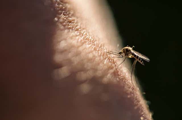 Close-up of mosquito perched on someone's skin