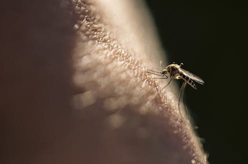 Viruses can change your scent to make you more attractive to mosquitoes, new research in mice finds