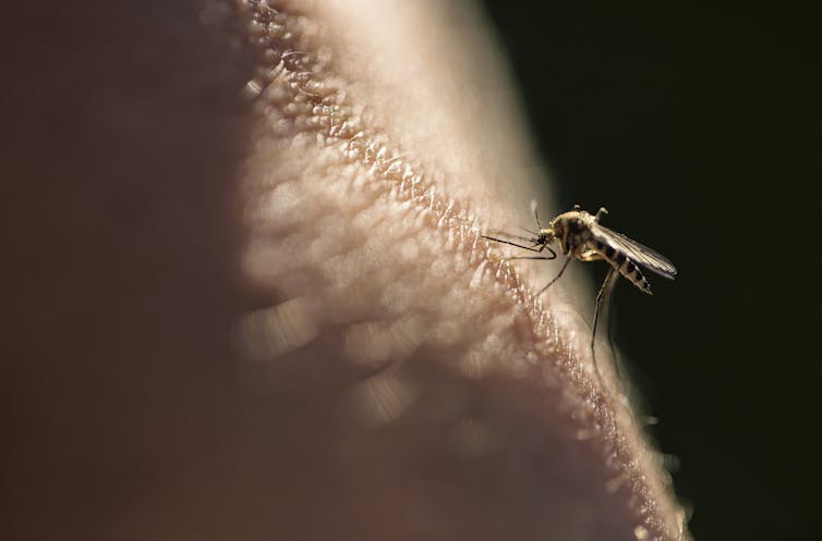Viruses can change your scent to make you more attractive to mosquitoes, new research in mice finds