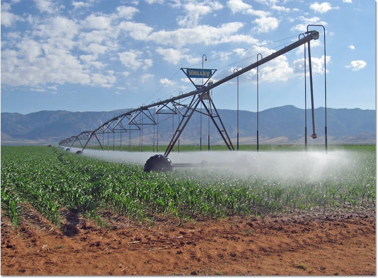 A long mechanical arm sprays water down onto plants.