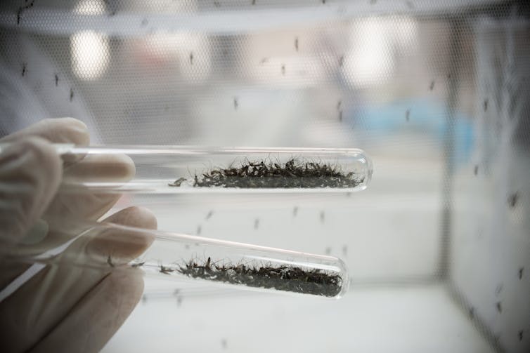 Gloved hand holding two test tubes full of mosquitoes in a lab