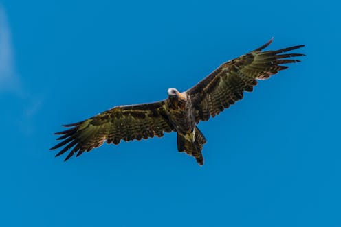 Gregory Day's essays are immersed in the natural world, but think beyond the category of 'nature writing'