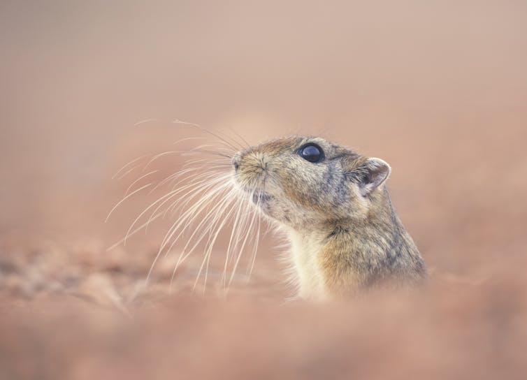 Un topo della sabbia del deserto, con baffi prominenti e un mantello marrone e bianco, dà un'occhiata fuori dalla sua tana.