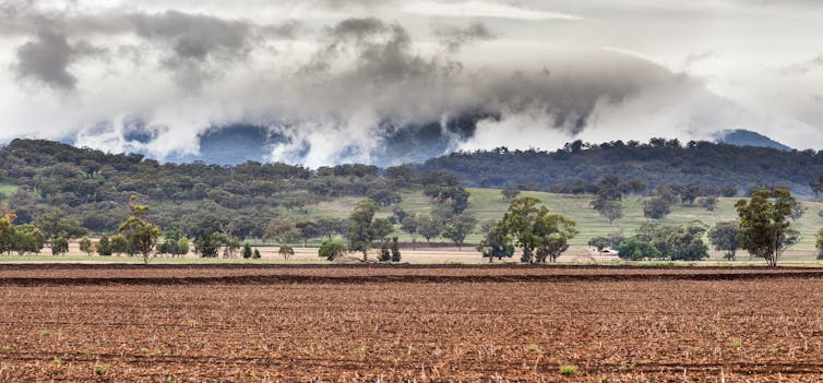 farm scene with trees and crops