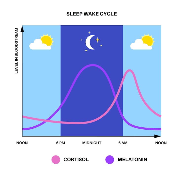 Gráfico que muestra los niveles de cortisol y melatonina que fluctúan a lo largo del día, con niveles máximos de cortisol alrededor de las 6 a. m. y picos de melatonina alrededor de la medianoche