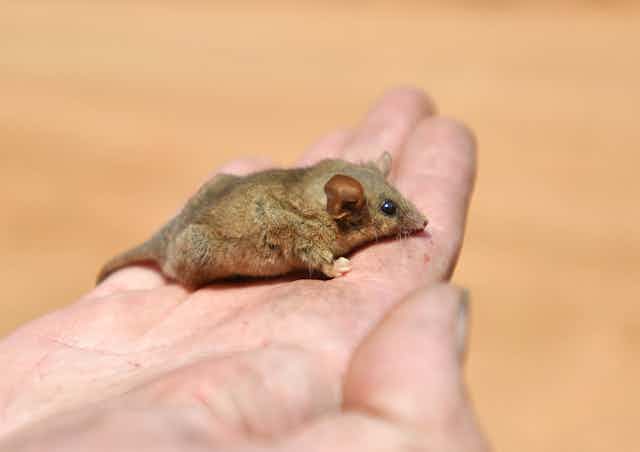 pygmy possum on hand