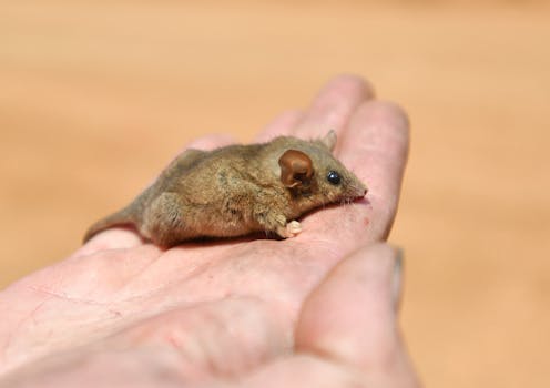 Research reveals fire is pushing 88% of Australia's threatened land mammals closer to extinction