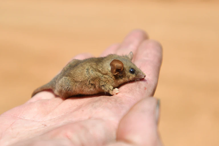 pygmy possum on hand