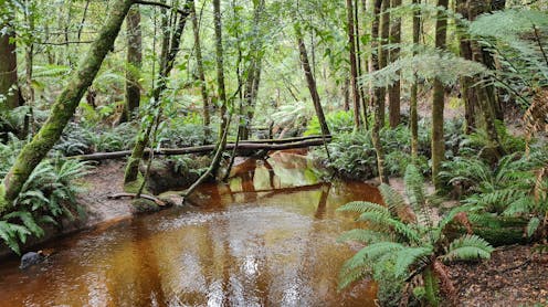 restoring nature is not a silver bullet for global warming, we must cut emissions outright