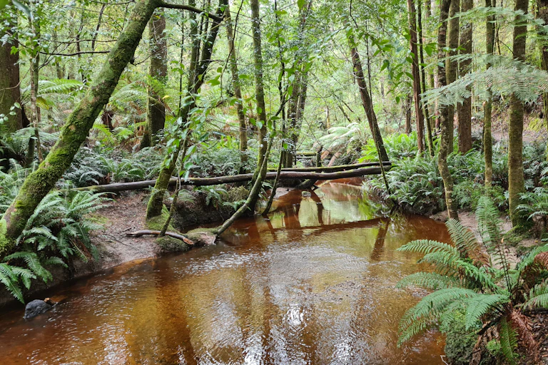 River flowing through mossy forest
