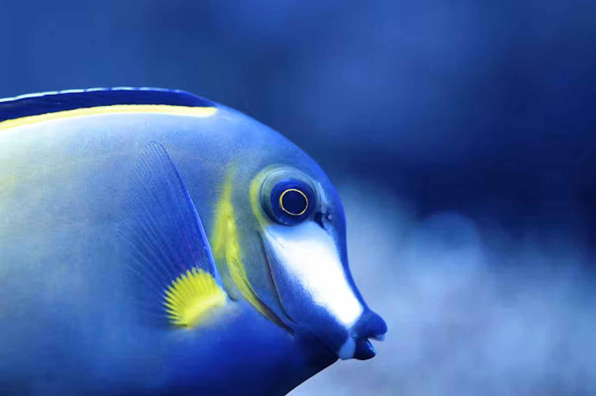 Curious Kids: Ketika ikan haus, apakah mereka minum air laut?