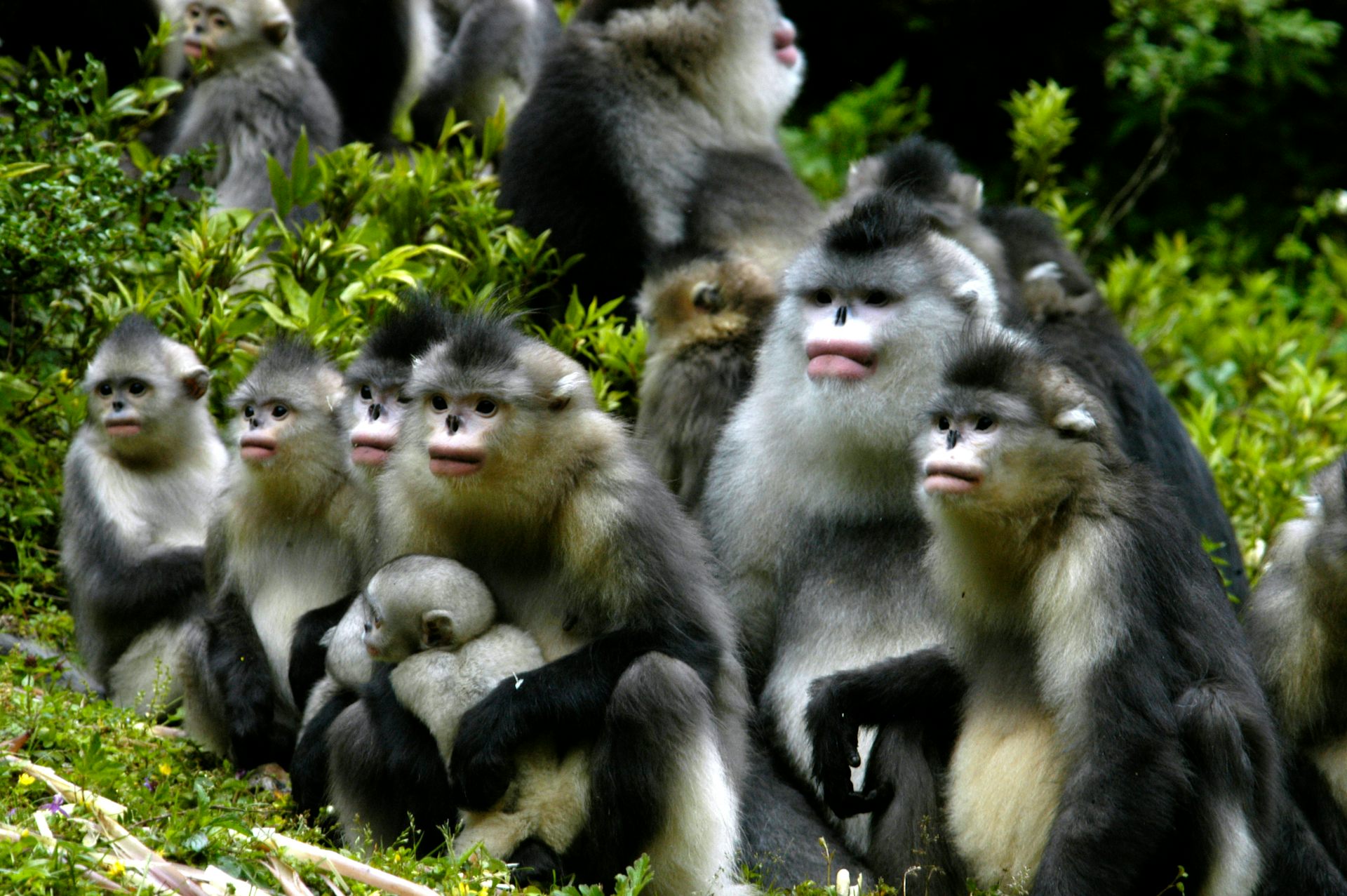 Foto de un grupo de monos de nariz chata