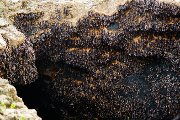 Photo d’une importante colonie de chauves-souris, dans une grotte