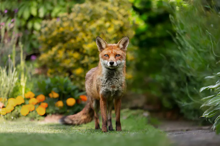 Foto de un zorro rojo en un jardín