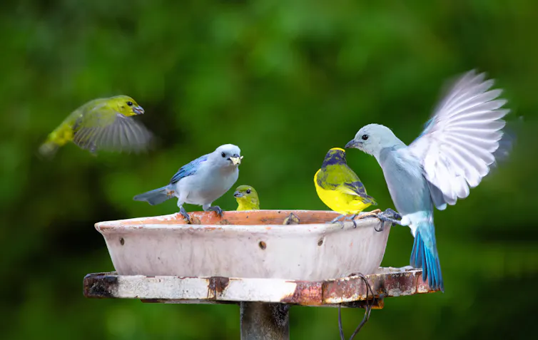 Fotos de aves silvestres alrededor de un comedero