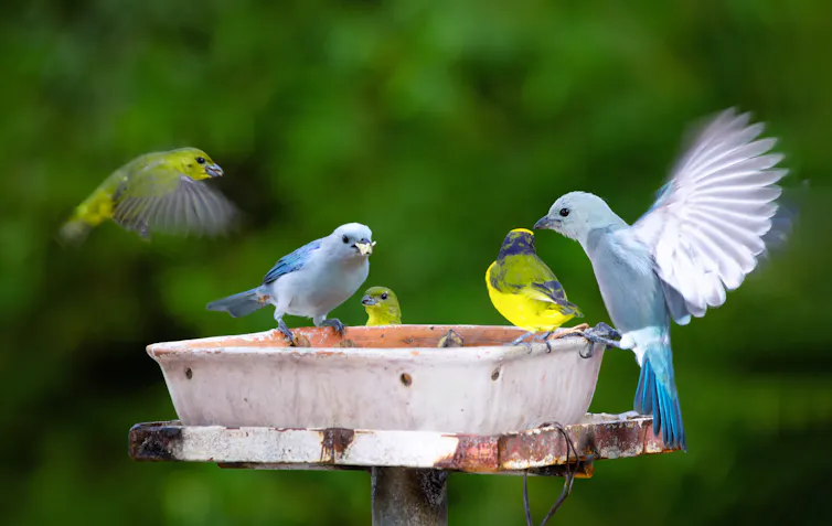 Photos d’oiseaux sauvages autour d’une mangeoire.