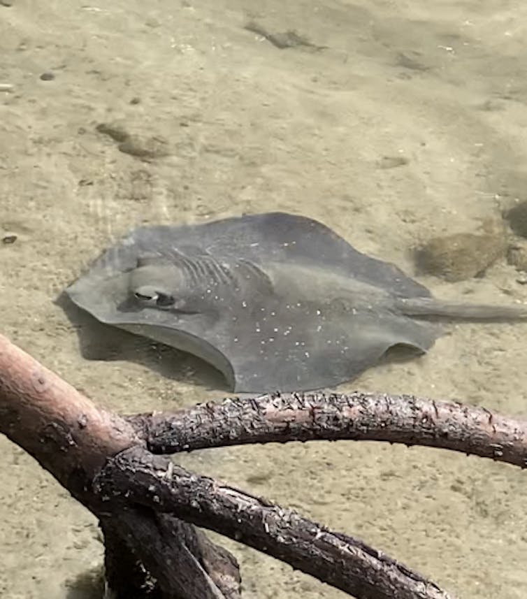 Mangrove whipray in sand