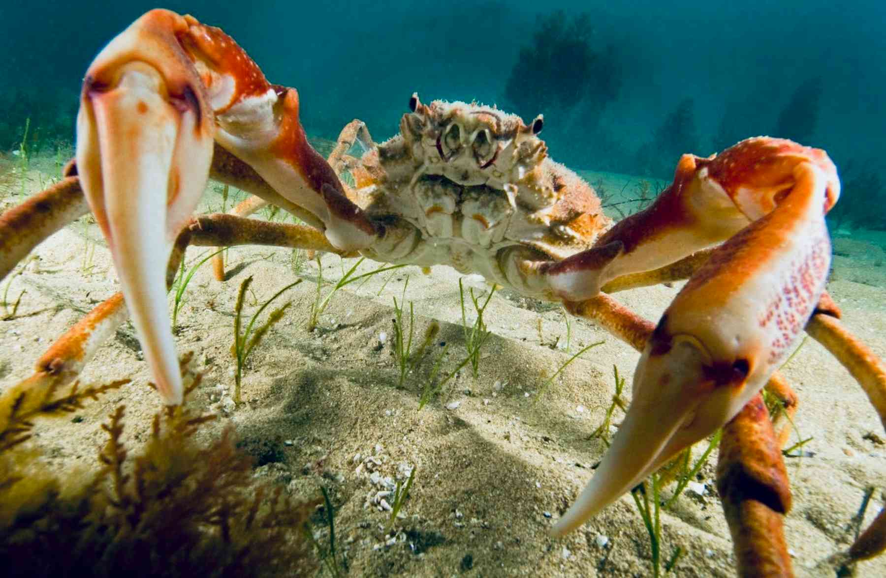 Thousands of giant crabs amass off Australia #39 s coast Scientists need Thousands of giant crabs amass off Australia #39 s coast Scientists need