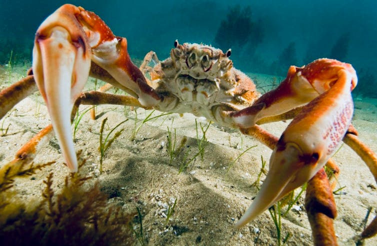 A spider crab on sand