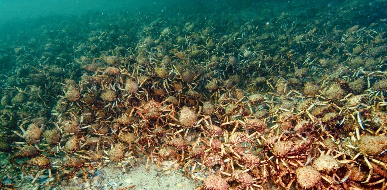 Ribuan kepiting raksasa berkumpul di lepas pantai Australia.  Para ilmuwan membutuhkan bantuan Anda untuk mengetahuinya