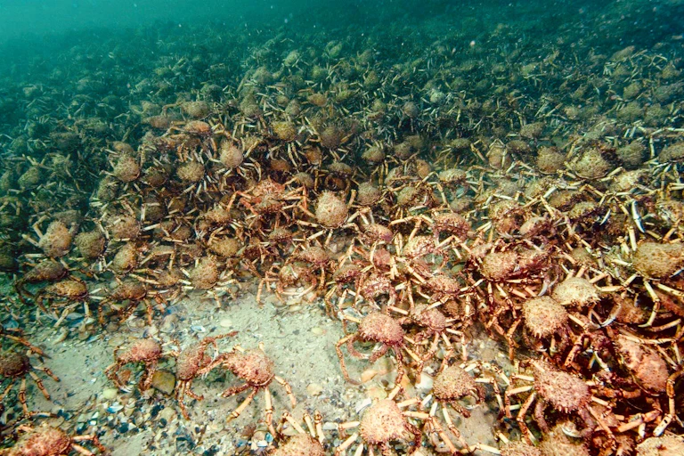 piles of crabs on sand