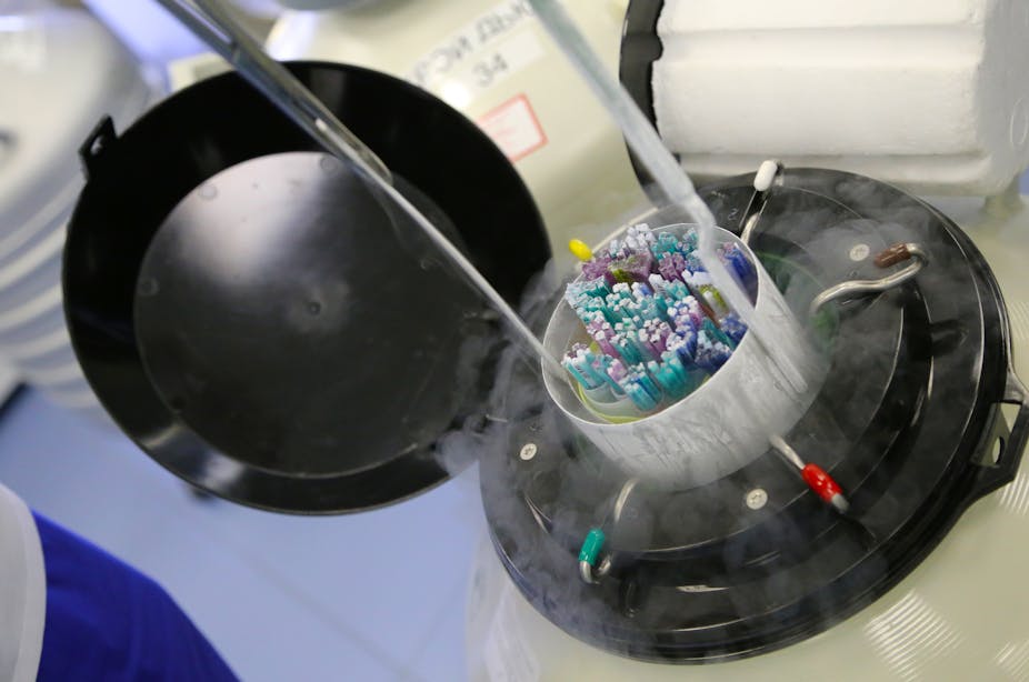 Egg cells and embroys are pulled out of a metal storage container filled with liquid nitrogen.