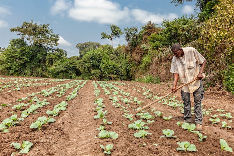 A person wearing a shirt and jeans rakes soil on the right of the image, in a field with green plants growing in rows