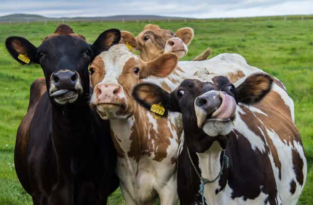 Four cows in a green field face the camera