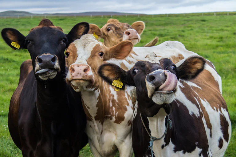 Four cows in a green field face the camera