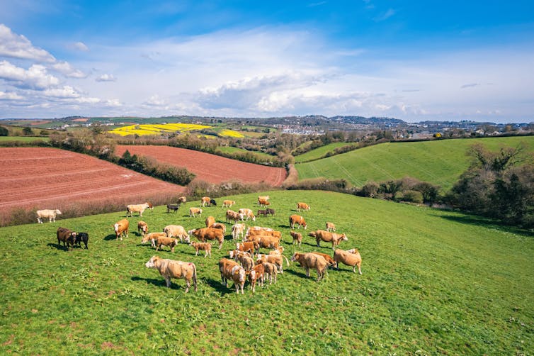 A group of cows stand in a field viewed from above, with other fields stretching out behind them under a blue sky