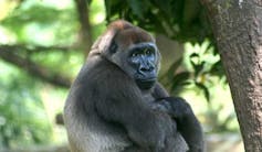 An ape sitting on a tree.