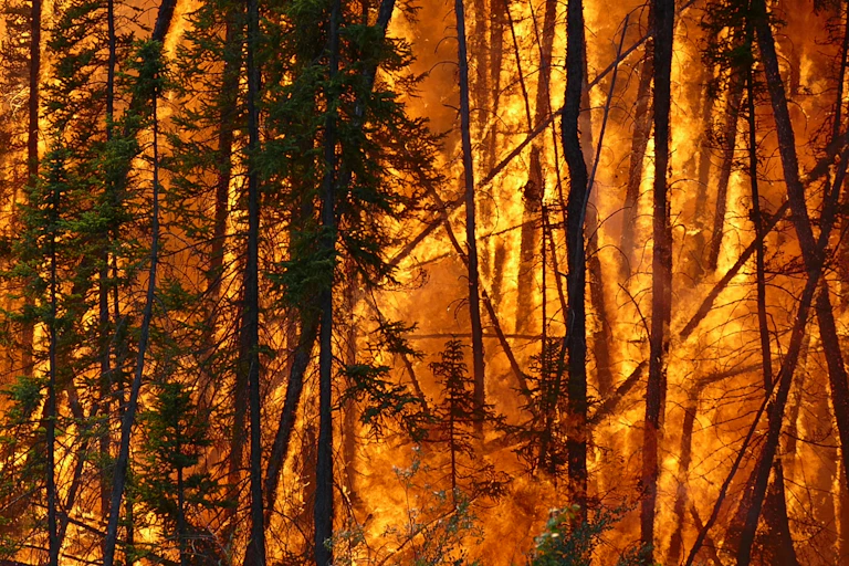 Un incendio forestal.